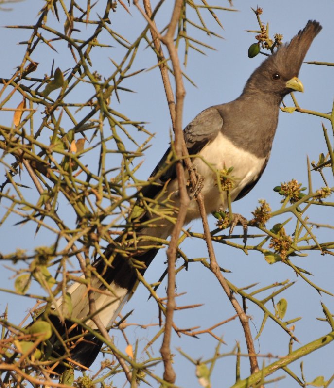 Touraco a ventre blanc-f 2 (Longido Tanzanie).jpg