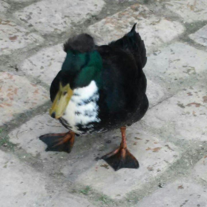 canard.jpg