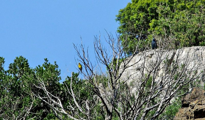 Monticole bleue et serin cini.JPG