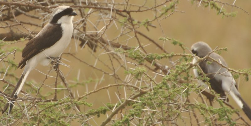 pie-grieche-2 (Ngorongoro Tanzanie).jpg