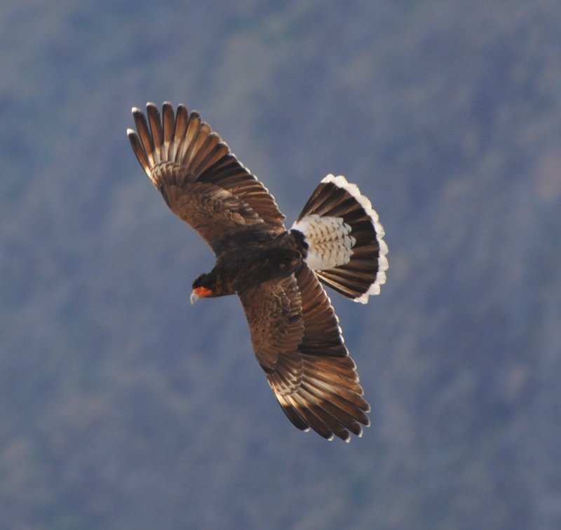 Caracara montagnard-1 (Colca Canyon Perou).jpg