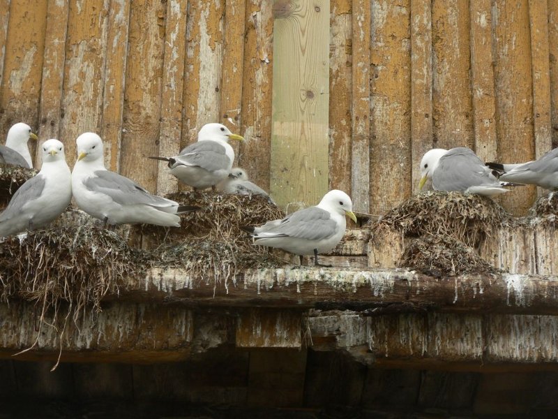 1mouette P1000875.JPG