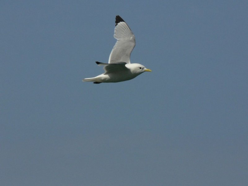 1-Mouette tridactyle.JPG