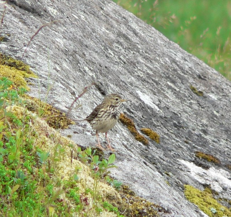 4-P1000622 Pipit farlouse.JPG