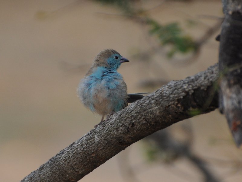 Cordonbleu de l Angola (Liwonde Malawi).jpg