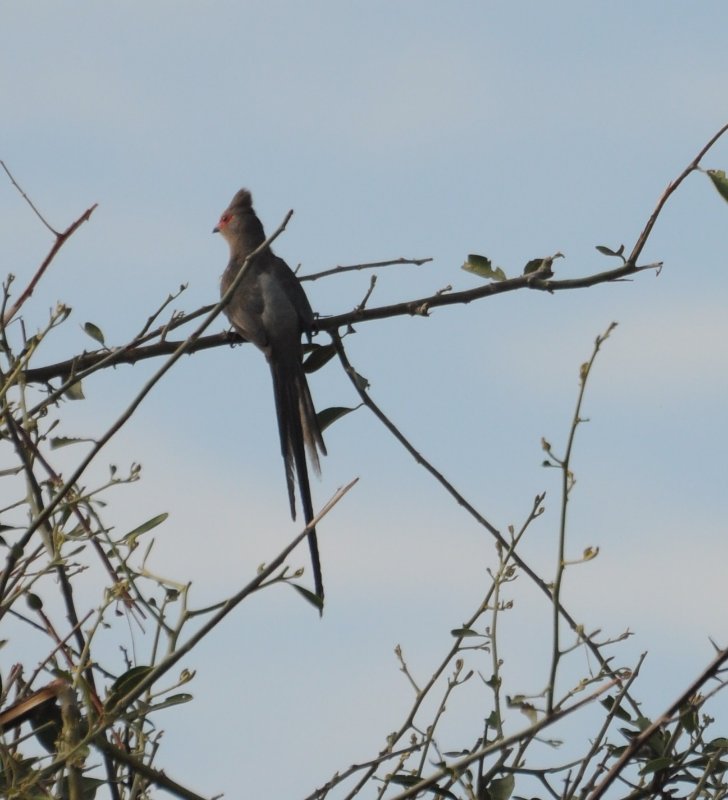 Touraco (Liwonde Zambie).jpg