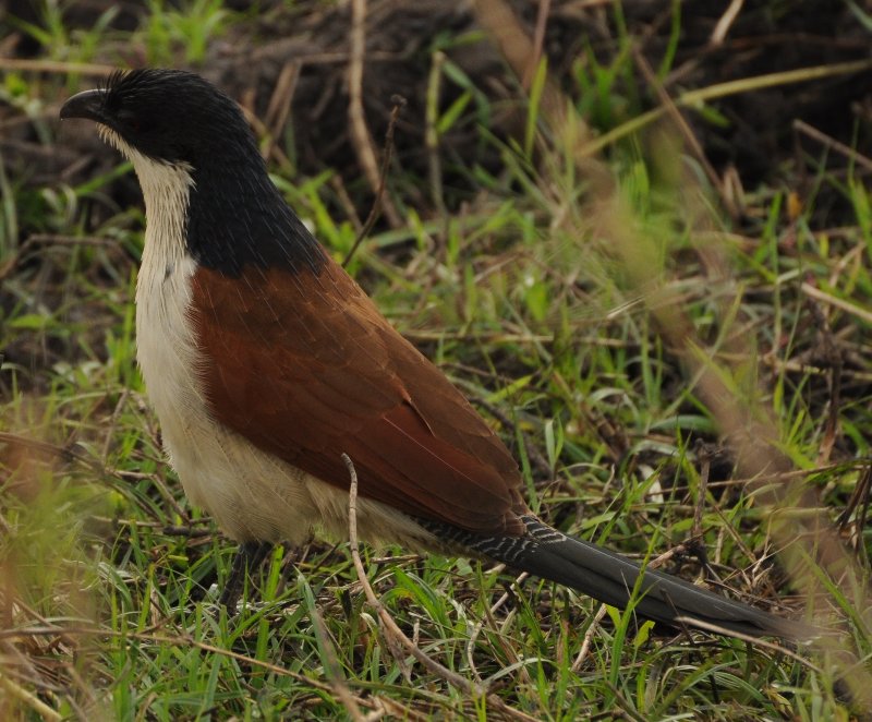 Coucale (Liwande Malawi).jpg