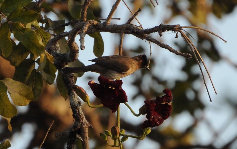 Bulbul (Liwonde Malawi).jpg