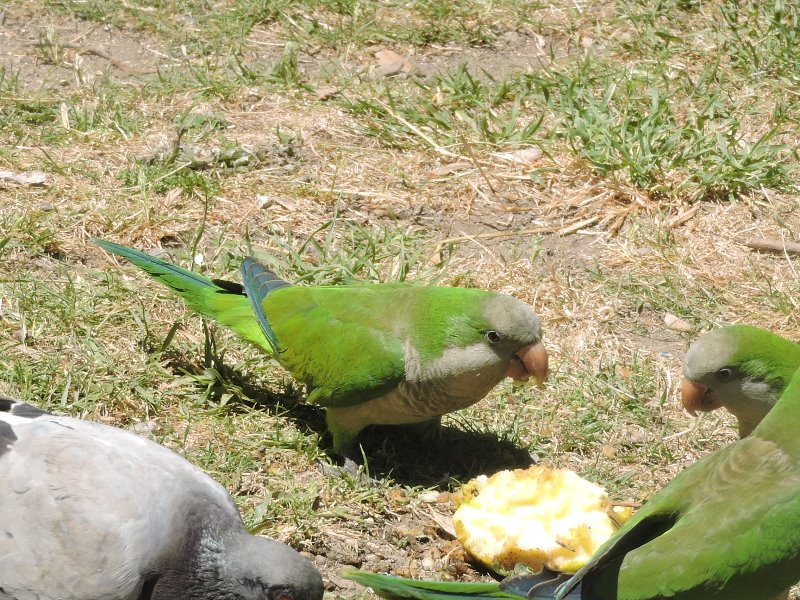 conure veuve (11).JPG