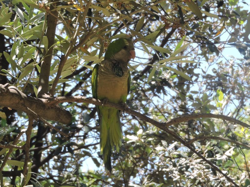 conure veuve (8).JPG