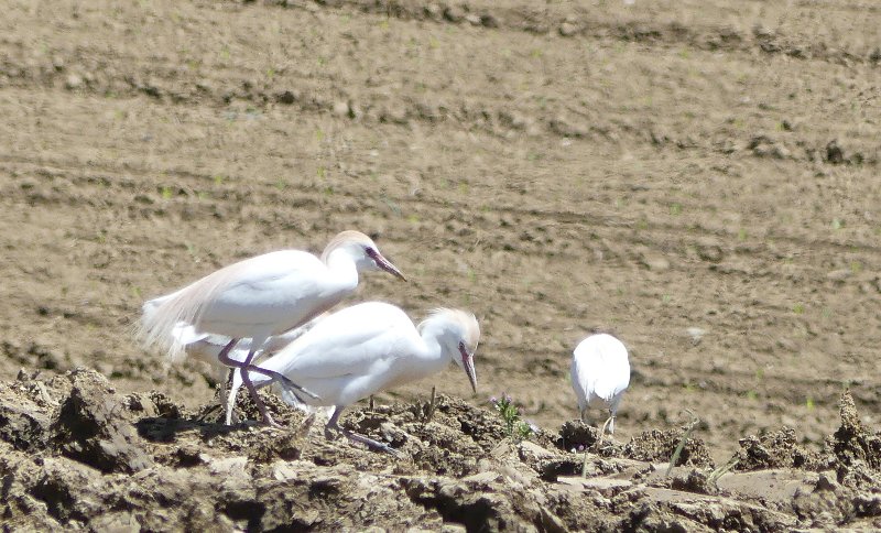 oiseaux blancs.jpg