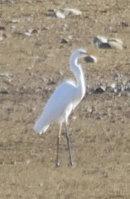 aigrette.jpg