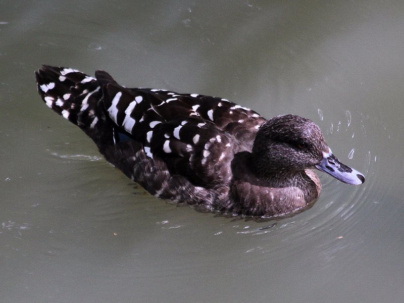 Canard-pilet_1.jpg