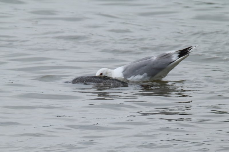 goéland poisson2.JPG