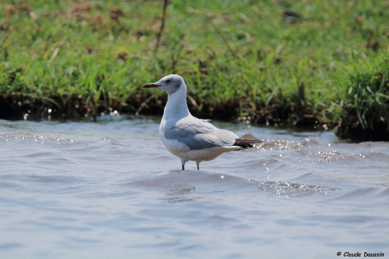 Copie de mouette à tête grise.JPG