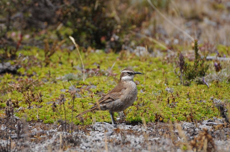 Cinclode du paramo (Cotopaxi Equateur).JPG