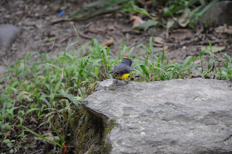 Paruline ardoisée-1 (Puyo Equateur).JPG