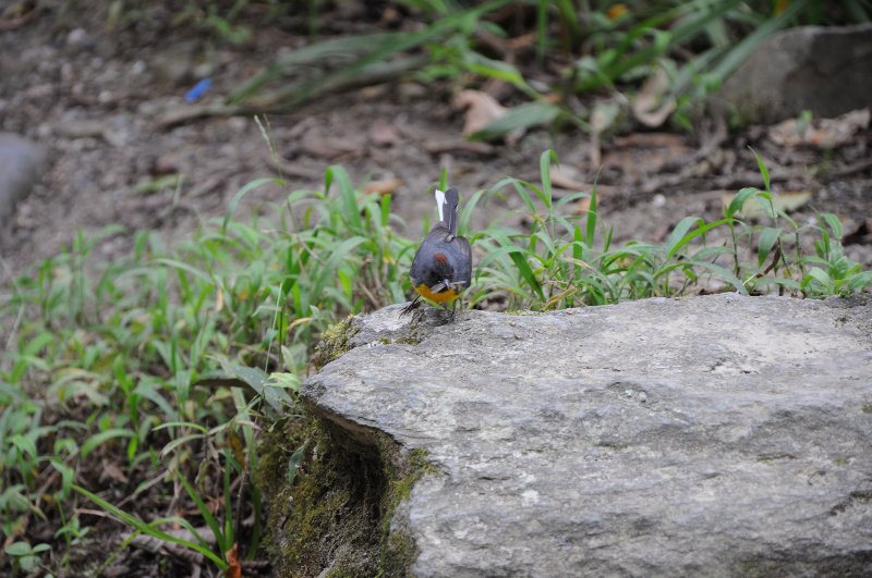 Paruline ardoisée-2 (Puyo Equateur).JPG