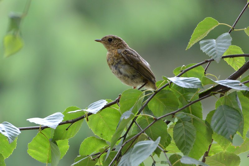 oiseau_identification.JPG