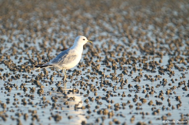 mouette x.JPG