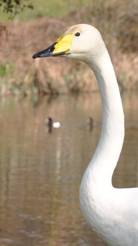 Cygne chanteur-2c (Leeds-Kent Royaume-Uni).jpg