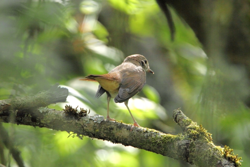 Petit oiseau 1.JPG