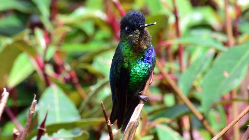 Colibri Insigne - Panterpe Insignis 02.JPG