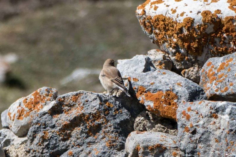 oiseau Névache.jpg