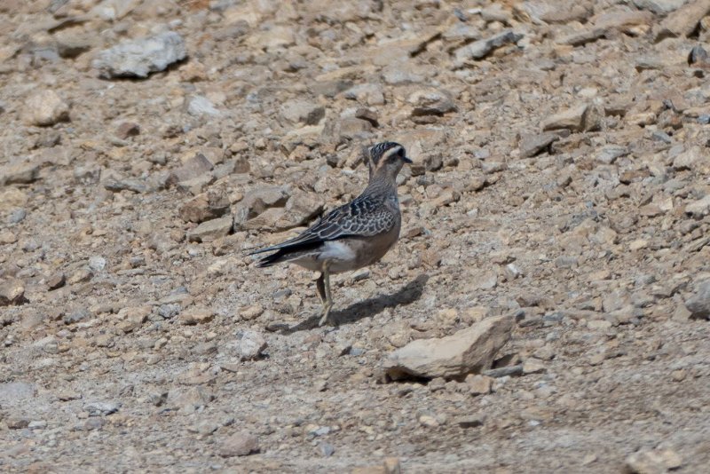 oiseau Thabor.jpg