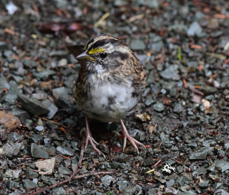 DSC_0538_Bruant des prés_NL_03c.jpg