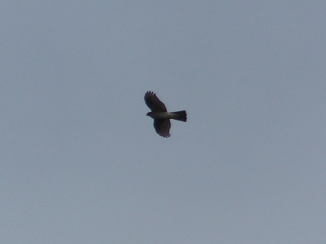 Buse variable  001.JPG