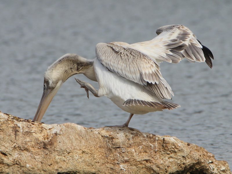 pelican2.JPG