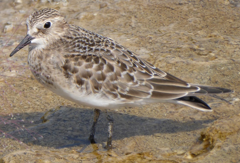 sandpiper.jpg