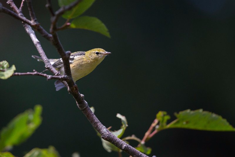 Paruline rayée 2017-08 Cap tourmente.jpg