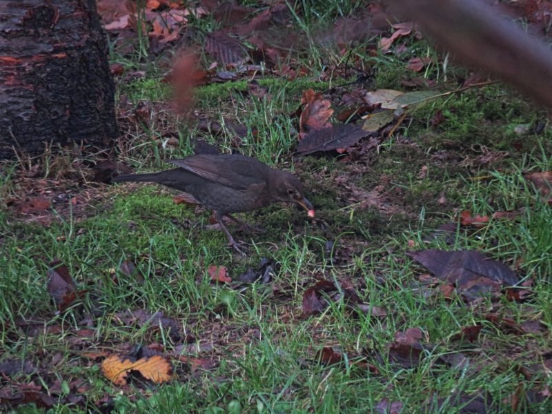 oiseau indéterminé.jpg