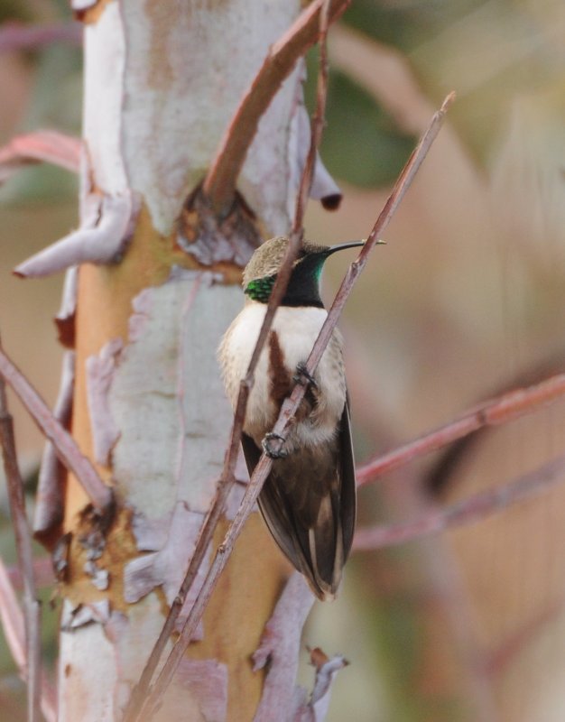 Colibri (Pérou).JPG