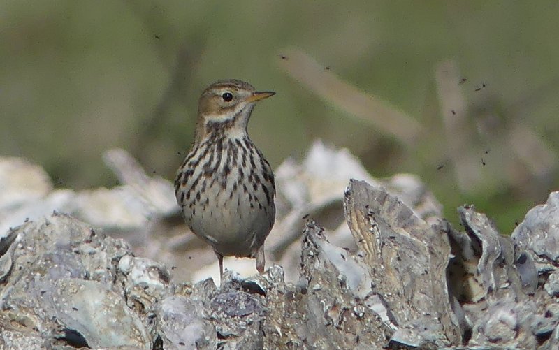 pipit (2).jpg