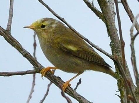 Oiseau inconnu.jpg