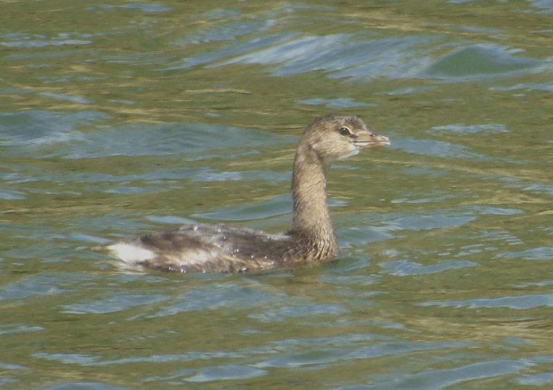 Grebe a bec bigarre 03.jpg