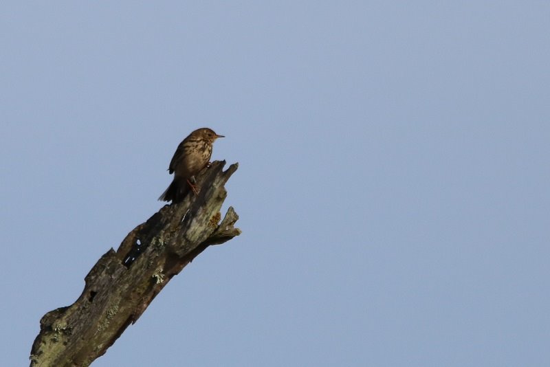 2018-03-01 Réserve ornithologique du Teich (46) - Copie.JPG