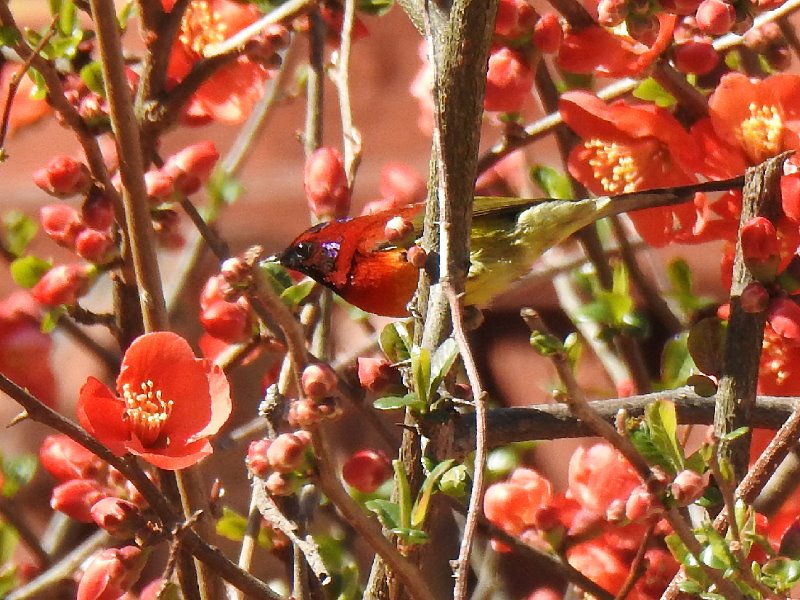 Oiseau_Yunnan.jpg