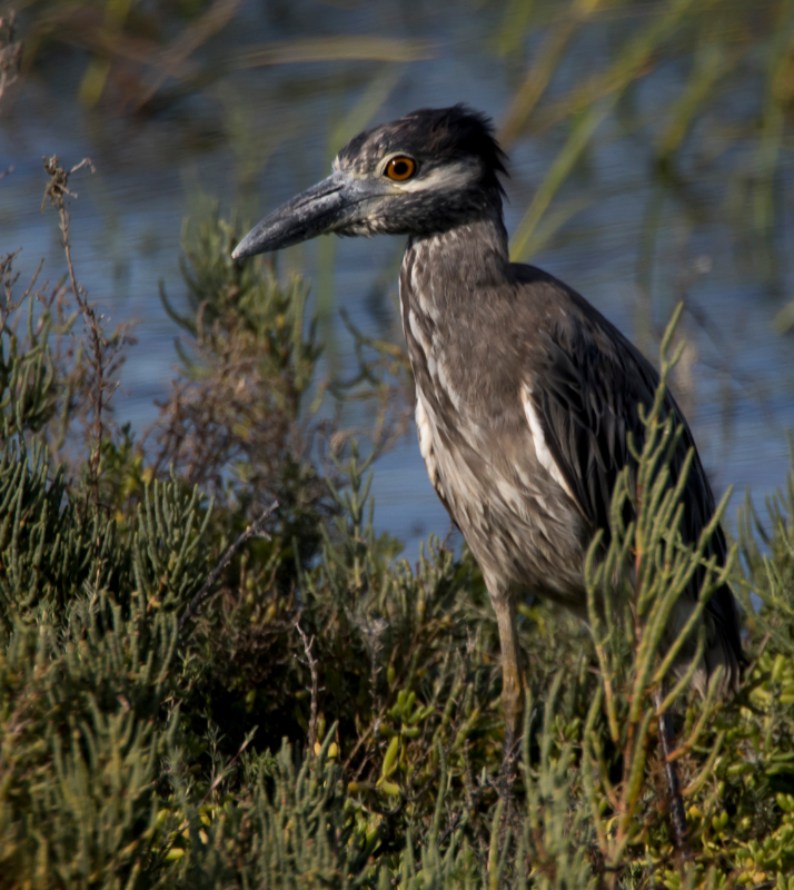 Basse Californie-20150809_2-2.jpg