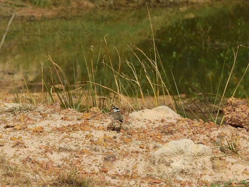 onet Petit Gravelot (Charadrius dubius-Nong Thung Yang).jpg