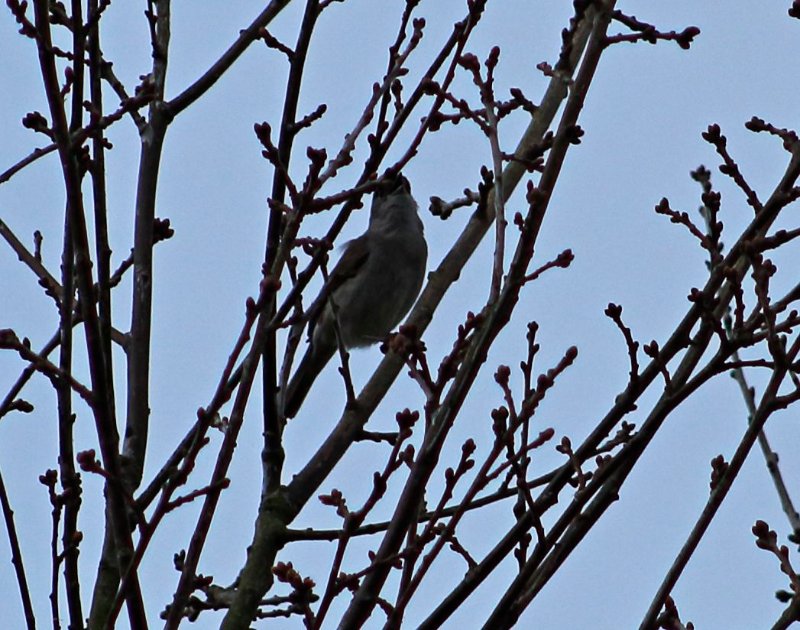 oiseau indétermminé.jpg