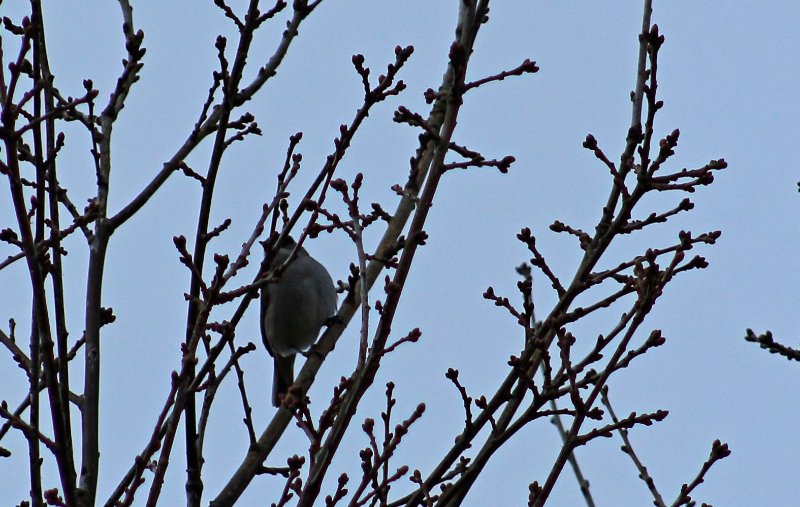 oiseau indétermminé2.jpg