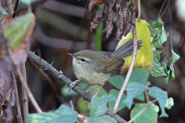 aberrant_bush_warbler12.jpg