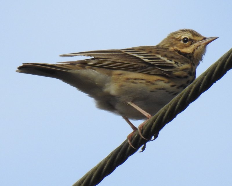 Pipit (2).JPG