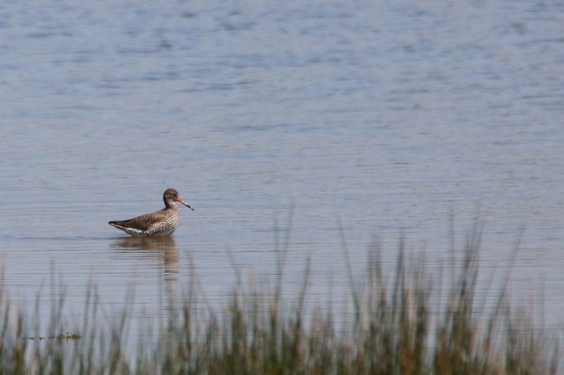 2018-04-21 Réserve ornithologique du Teich (17) - Copie.JPG