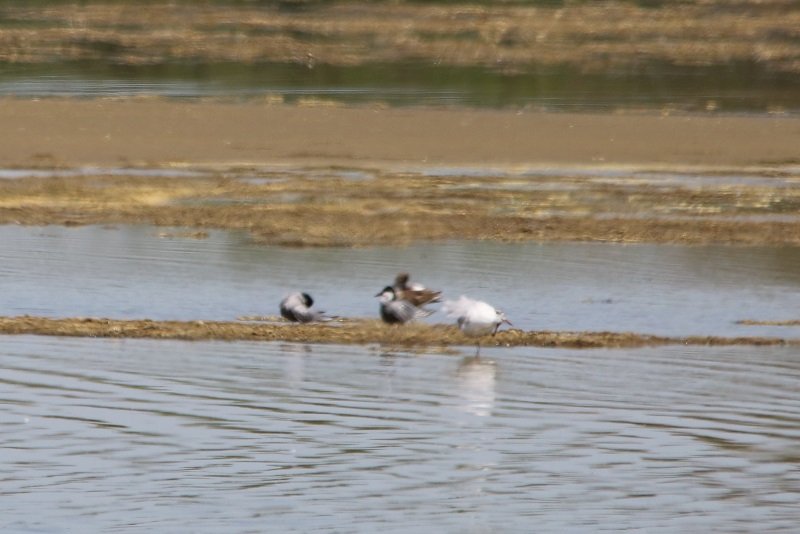 2018-04-21 Réserve ornithologique du Teich (26) - Copie.JPG