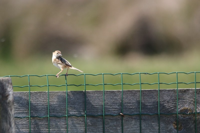 2018-04-21 Réserve ornithologique du Teich (47) - Copie.JPG